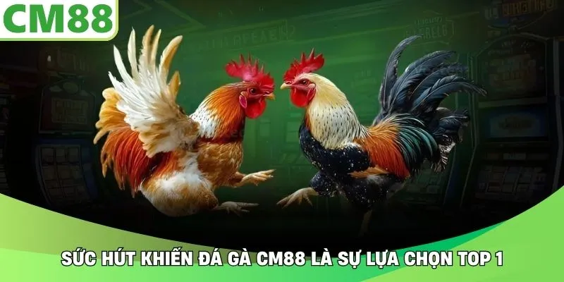 Sức hút khiến đá gà CM88 là sự lựa chọn top 1